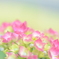 紫陽花