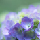 紫陽花 2