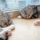symmetry & synchronize