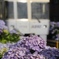 井の頭線と紫陽花