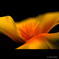 Yellow Orange 