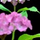 花・草木/紫陽花３－３　アジサイ？