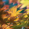 新緑紅葉２