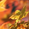 新緑紅葉１