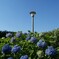 紫陽花と青空