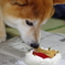 柴犬たいが君９歳誕生日会　５