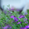 庭先の花
