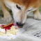 柴犬たいが君９歳誕生日会　１０