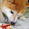 柴犬たいが君９歳誕生日会　１１
