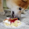 柴犬たいが君９歳誕生日会　１２