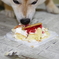 柴犬たいが君９歳誕生日会　１３