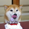 柴犬たいが君９歳誕生日会　１４