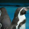 ペンギンの兄弟