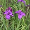 花しょうぶ