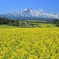 菜の花畑と鳥海山