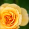 for you