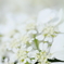 Pure white
