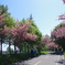 桜満開