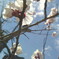 青と桜