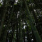 竹林を仰ぐ