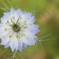 Love in a mist