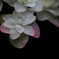 雨を待つ紫陽花ー２