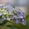雨を待つ紫陽花ー４