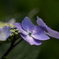 雨を待つ紫陽花ー５