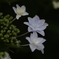 雨を待つ紫陽花ー６