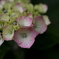雨を待つ紫陽花ー７