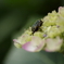 雨を待つ紫陽花ー８