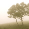 foggy day　アンティークバージョン