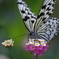 butterfly paradise 39　ギャラリー完成