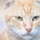 DSC08721cat