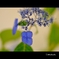 これでも紫陽花2
