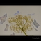 押し花ではありません。これでも紫陽花4