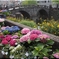 紫陽花と眼鏡橋
