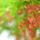 花の鈴音・・・。