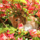 花とぬこ
