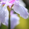 菖蒲