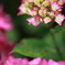 紫陽花