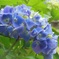 ☆西洋紫陽花の横顔☆(富士電機様)