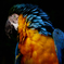 ルリコンゴウインコ