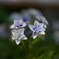 紫陽花（長谷寺）
