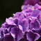 紫陽花１