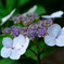 紫陽花４
