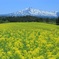 高原にいらっしゃい♪