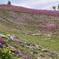 芝桜