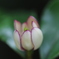 向島百花園