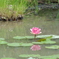 池の睡蓮